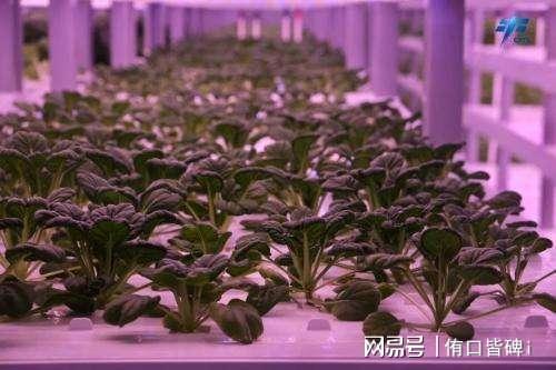 从太空方便餐到戈壁绿洲 太空食品与蔬菜种植的进化之路