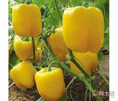 巧享收获，黄椒报春——八颗种子绘出七彩阳台