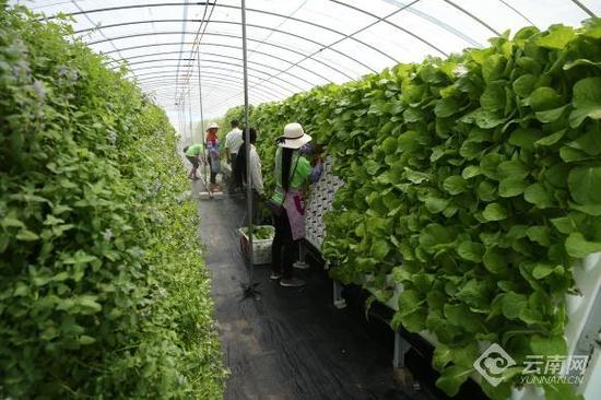 临沧市蚂蚁堆乡 小蔬菜大产业，托起易地搬迁群众“致富梦”