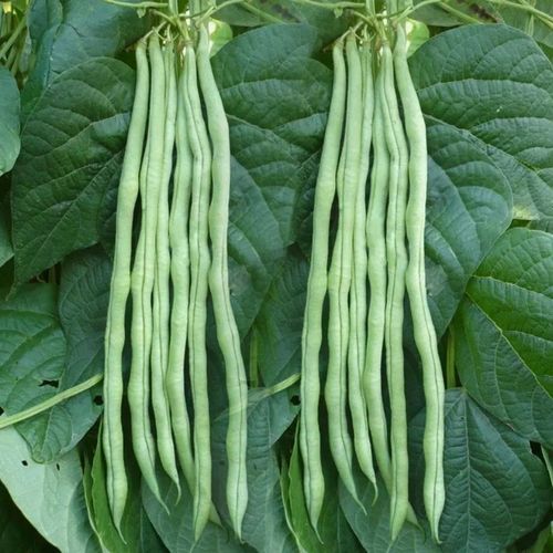 贵州露天新鲜豆角 无筋蛇豆角与架豆王的农家风味