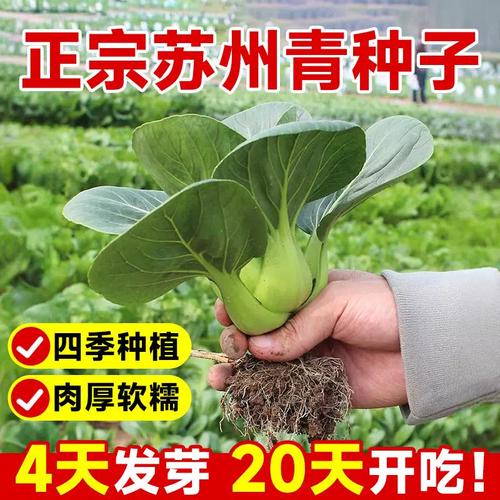 阳台庭院种出正宗黑大头 苏州青/上海青黑叶矮脚菜籽种植全攻略