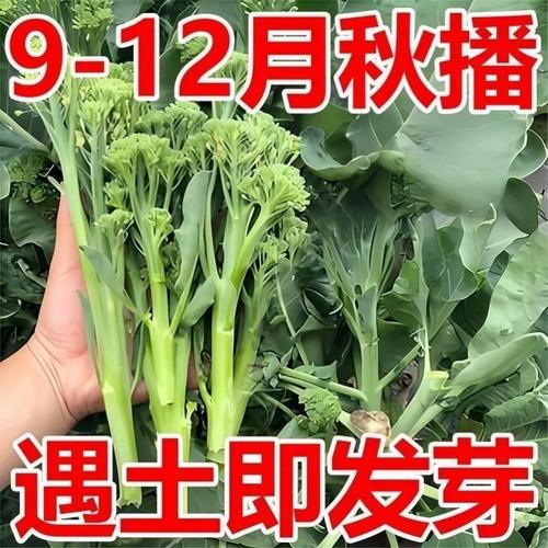 阳台种植新宠 正品西兰苔种子，从庭院到餐桌的健康美味