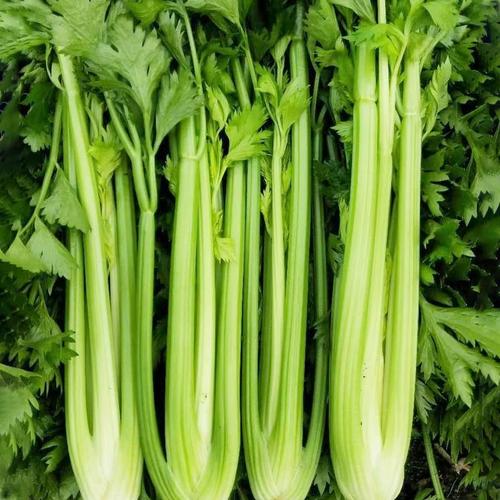 四季大肉西芹阳台大棚高产种植全指南